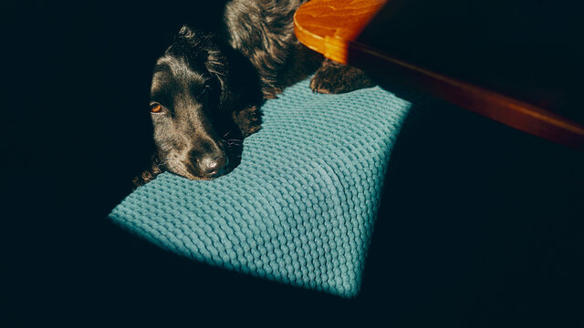 sleepy dog resting in the sun