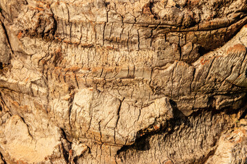 Palm tree bark texture for background