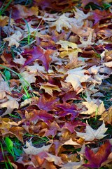 autumn leaves background