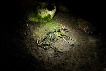 Skeleton of an ancient animal in a Mammoth cave in the Republic of Crimea, Russia. October 2, 2020