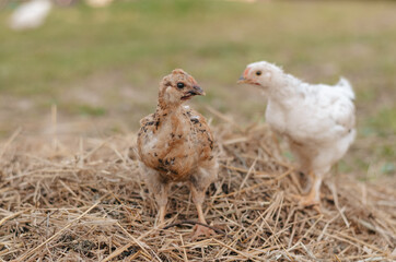 young chickens on the street
