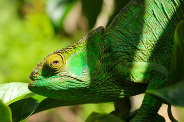 Chameleon in tropical Madagascar, bright colored reptiles endemic to this fantastic island.