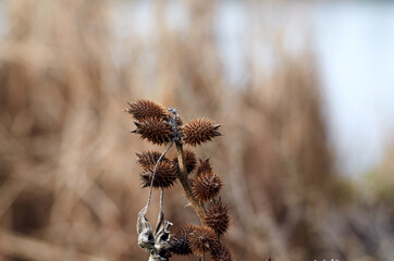 Photo of dry weed thorns