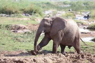 Afrikanischer Elefant / African elephant / Loxodonta africana.