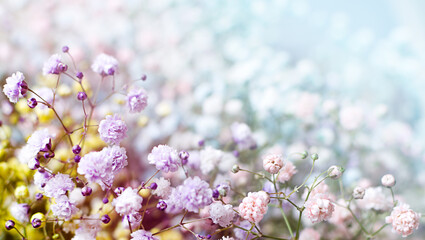 macro flowers of gypsophila blurred spring background