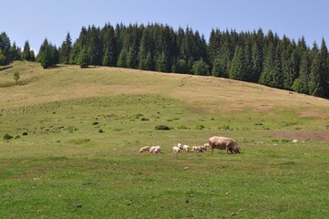 Fototapeta premium pigs in the mountains