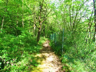 Lush temperate, deciduous forest and a wire fence next to path