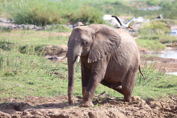 Afrikanischer Elefant / African elephant / Loxodonta africana
