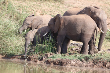Fototapeta premium Afrikanischer Elefant am Olifants River / African elephant at Olifants River / Loxodonta africana.