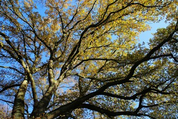 Low angle view on branches of oak tree crown in yellow autumn colors against blue sky - Viersen, Germany