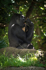 Gorila sentado disfrutando comer