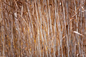 Fototapeta premium reeds on the lake.reeds on the last day of autumn