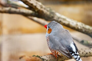 Fototapeta premium Zebra finch - Taeniopygia guttata 