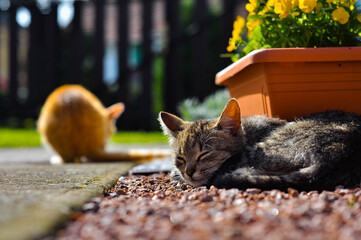 kitten sunbathing in the garden