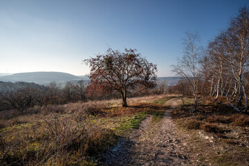 Siefersheimer Horn bei Neu-Bamberg