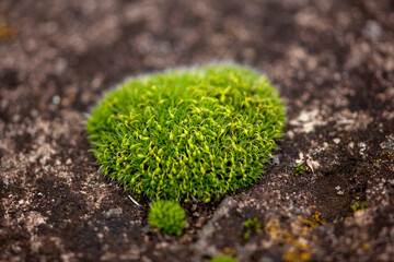 creation of nature on the last day of autumn. beautiful forest moss close up