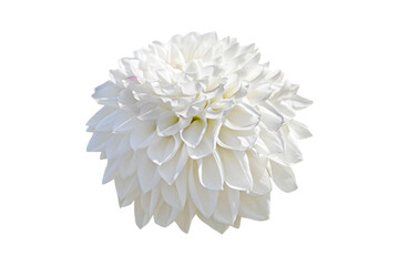 white dahlia isolated on white