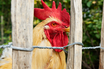 Detailfoto von einem Hahn