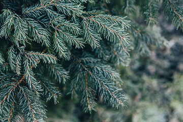 Fluffy branches of a fir-tree with frost. Christmas wallpaper or postcard concept.