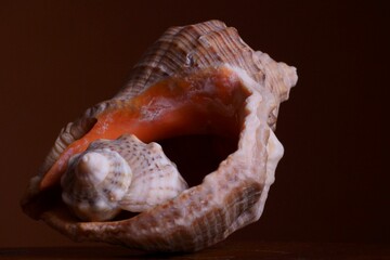 Sea shells on a brown background	