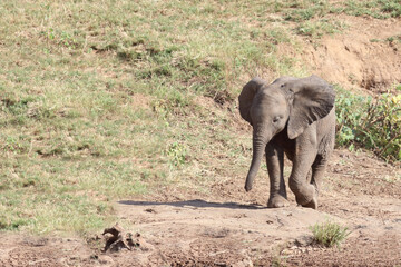 Afrikanischer Elefant / African elephant / Loxodonta africana.