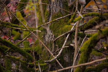 green moss on tree branches