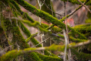 green moss on tree branches