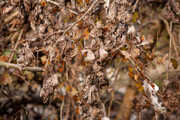 dried leaves in the last days of autumn