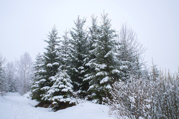 Trees in the mountains, covered with fresh snow and frost. Foggy morning winter landscape.