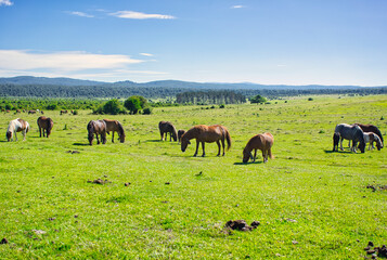 The Urbasa and Andia natural park in Navarra