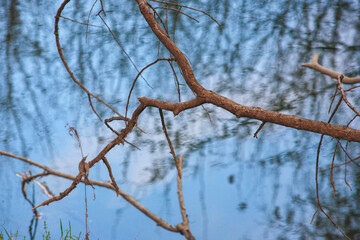tree on the background of a blue river