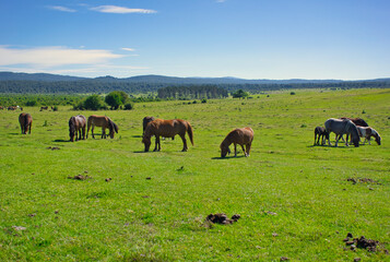 The Urbasa and Andia natural park in Navarra