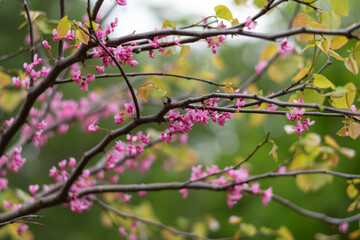 Fototapeta na wymiar Pink Blooming Tree 