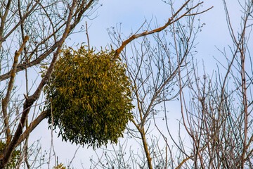 mistletoe after frost. beautiful mistletoe on a tree branch