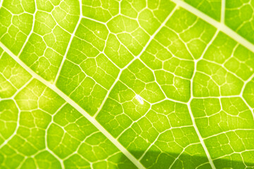 green leaf texture