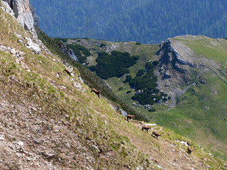 Herd of Chamois (Rupicapra rupicapra) in Rofan mountains, Austria run down a hill