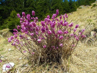 february daphne, spurge laurel or spurge olive (Daphne mezereum) flowers