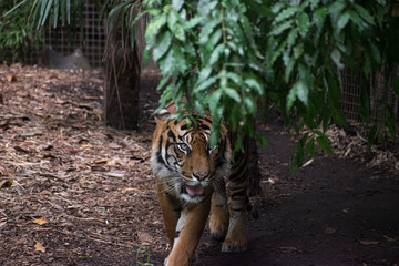 Fototapeta na wymiar Tigre enojado detras de hojas y plantas.