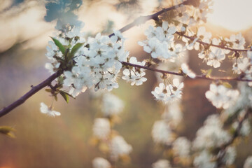 tree blossom