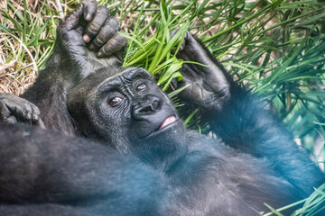 Gorila posando para la foto, divertido.
