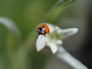 ladybug on Edelweiss   lieveheersbeestje op Edelweiss plantje