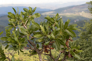 tree and mountain
