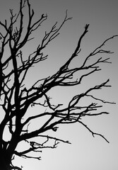 dead tree silhouette on heather field Mookse heide near Nijmegen in the Netherlands