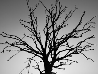 dead tree silhouette on heather field Mookse heide near Nijmegen in the Netherlands