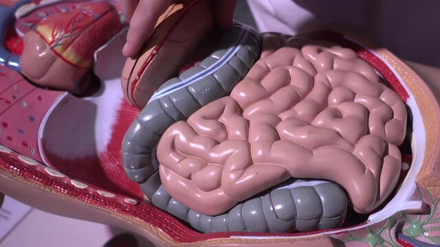 Internal structure of the human stomach. Children fold the mannequin