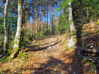 Mixed broadleaf and conifer forest with bare trees