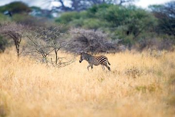 Fototapeta na wymiar baby African wild zebra walks in the serengeti, Tanzania, East Africa