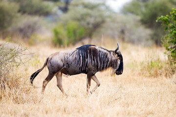 A wild wildebeest walks in dry grass in Tanzania, East Africa