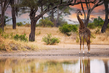 Wild African giraffe drinks water at Tanzania watering hole in East Africa