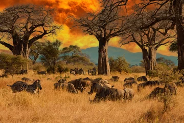 Gordijnen Herd of wild animals including wildebeest and zebra during migration through East Africa feed on grass under baobab trees during a colorful sunset © Mat Hayward